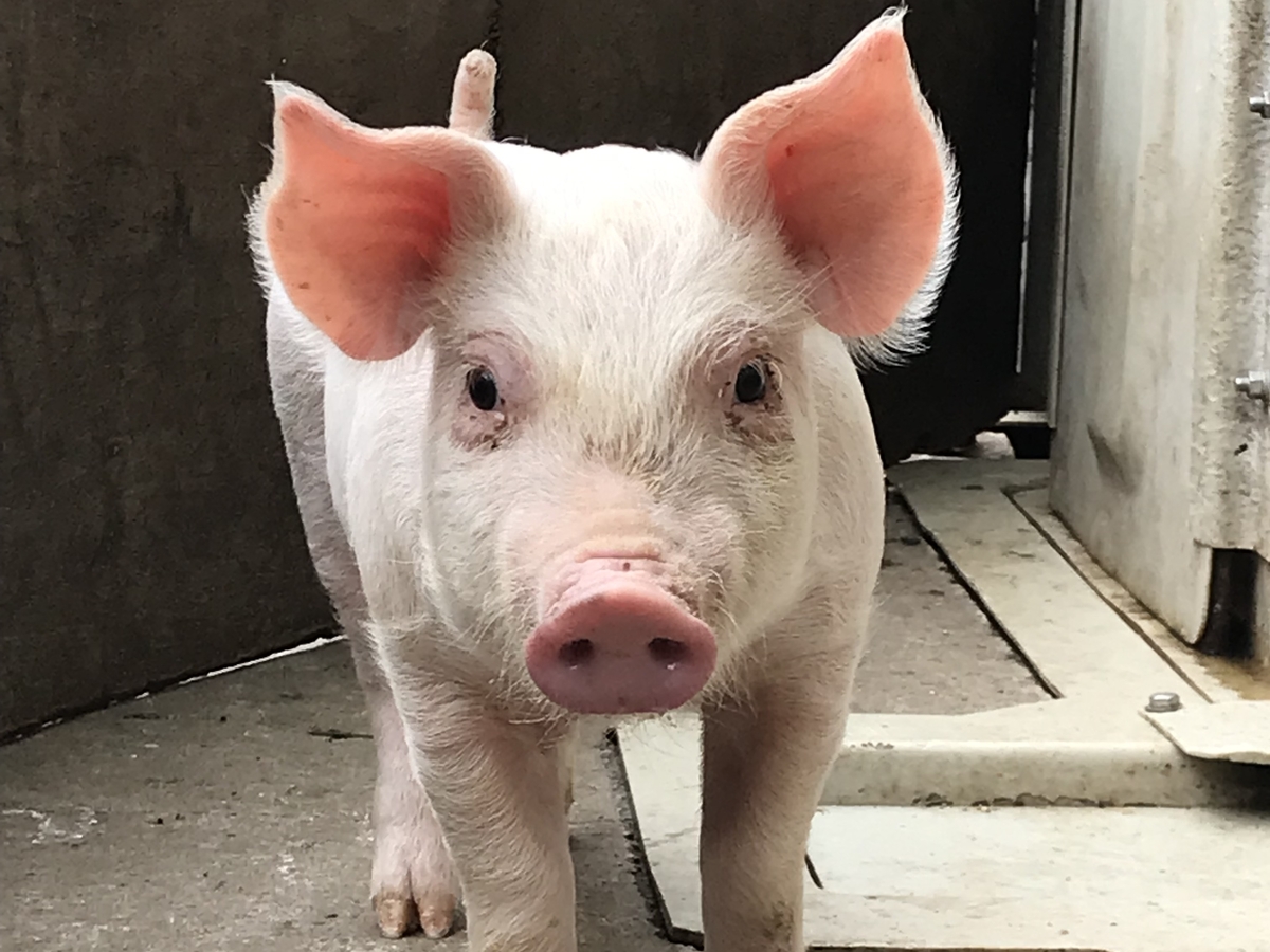 【那須農場】豚の飼育・管理スタッフ【移住支援金対象】／株式会社　ヒラノ