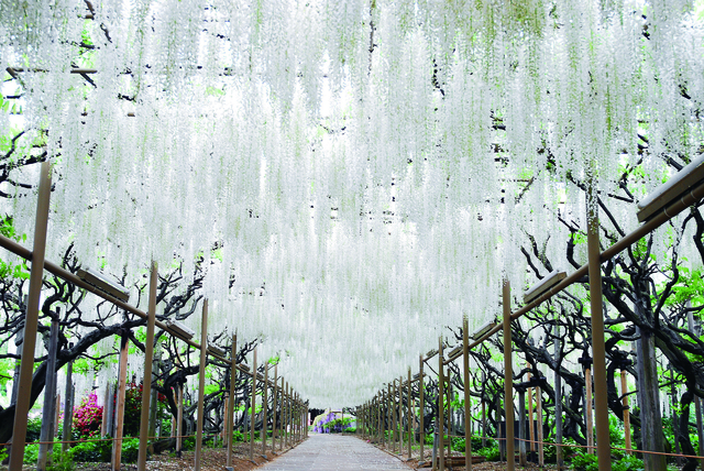 あしかがフラワーパーク 株式会社 足利フラワーリゾート 掲載企業詳細 栃木県が運営するとちぎの就職支援サイト Workworkとちぎ